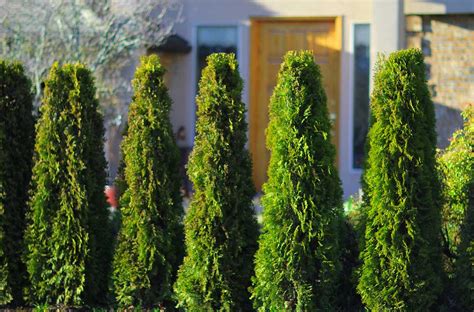 What Our Cedar Trees in Vancouver Bring to Your Property // Fraser Valley