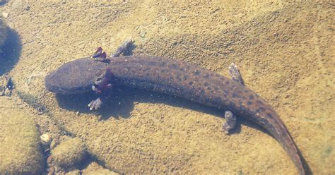 Mudpuppies: Lake Erie's mysterious salamanders