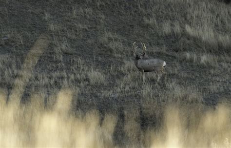 Montana Wildlife Photography