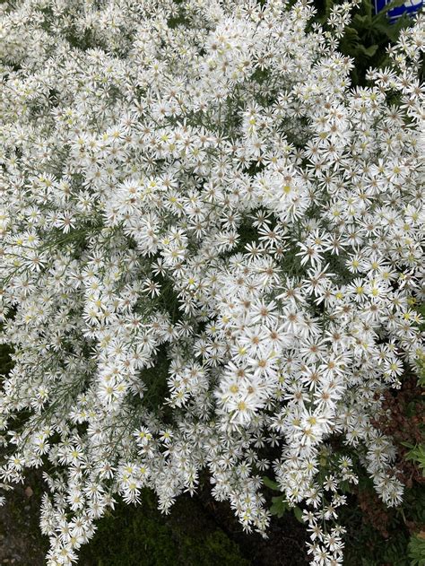 must find this aster! in the Plant ID forum - Garden.org