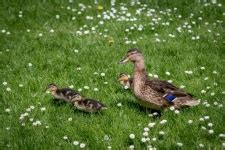 Duck, Mallard, Chicks, Bird Free Stock Photo - Public Domain Pictures