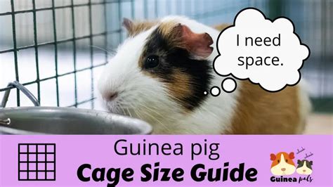 How To Create The Best Guinea Pig Cage Setup – GuineaDad | atelier-yuwa.ciao.jp