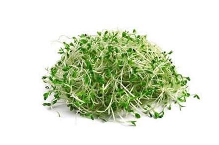 Alfalfa Sprouts