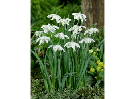 Buy GALANTHUS NIVALIS FLORE PLENO flower bulbs online | BULBi.nl