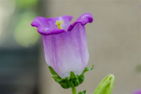 Top 7 Biennial Flowers for the Garden