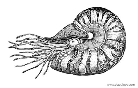 Nautilus | Nautilus tattoo, Shell drawing, Ocean tattoos