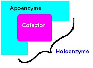 MedicoNotebook: Cofactors - Coenzymes and Ions