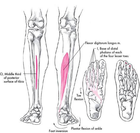 Flexor Digitorum Longus Origin And Insertion