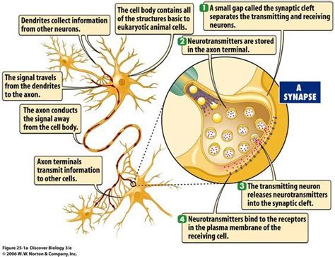 What Are the 7 Neurotransmitters | releases neurotransmitter molecules into a synapse ...