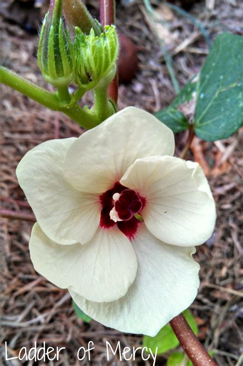 Ladder of Mercy: Growing Okra (and our first flower!)