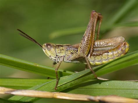 Locomotiefje - Chorthippus apricarius - Waarneming.nl