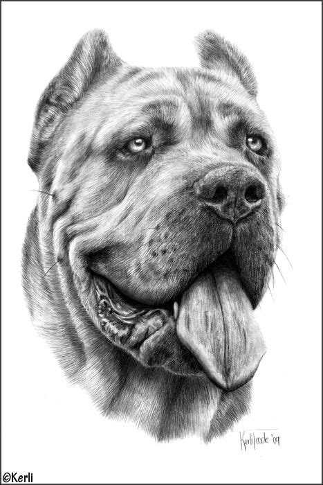 Dago Elcano by ArtbyKerli on DeviantArt Realistic Animal Drawings, Pencil Drawings Of Animals ...