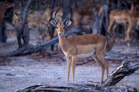 Impala | Botswana, Africa | Robert Faucher Photography