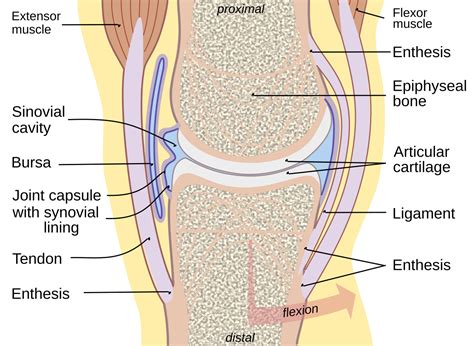 Synovial fluid - Wikipedia