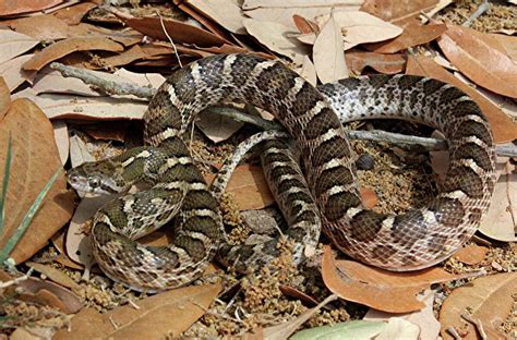 Slithering reptiles need their space to keep pest populations in check