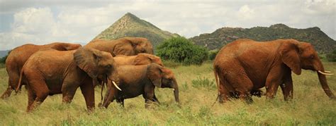 Samburu National Reserve | Kenya Wildlife Safari Destinations