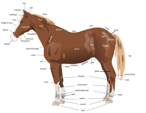 anatomy-of-the-horse | HORSE COURSES ONLINE