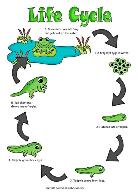 Life Cycle of a Frog Color Poster | kiddyhouse.com