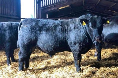 8 Pedigree Aberdeen Angus Breeding Bulls | SellMyLivestock - The Online ...