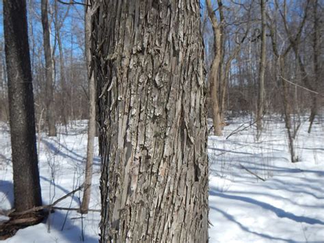 Ironwood - Ostrya virginiana | The Arboretum