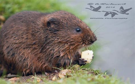 Vole Pictures - AZ Animals