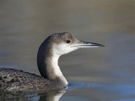 Arctic Loon Bird Facts (Gavia arctica) | Birdfact