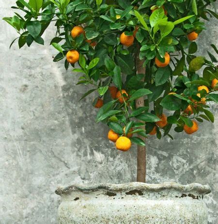 Nules Clementine Tree | Fast growing trees, Clementine tree, Citrus plant