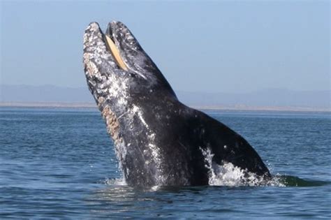 Whale Watching Tours, Scamoons Lagoon / Guerrero Negro Baja California ...