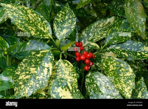 Red berries on spotted laurel Aucuba japonica variegata a garden shrub Stock Photo - Alamy