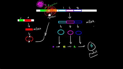 Operon Structure and Function - YouTube