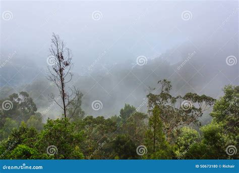 Mystical forest in fog stock photo. Image of majestic - 50673180