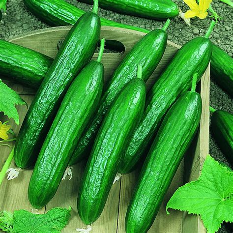 Persian cucumber a product of our catalog