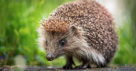 Are Hedgehogs Rodents? - A-Z Animals