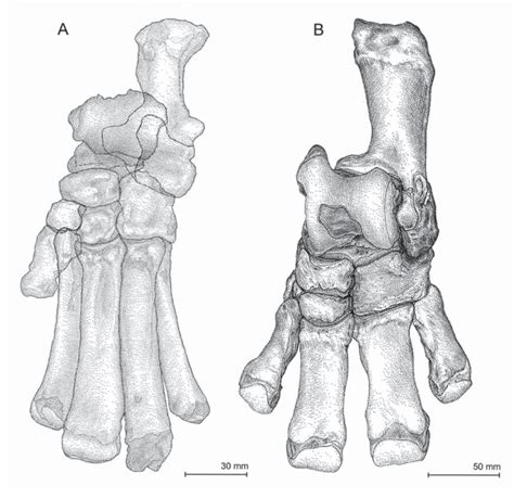 Comparison of the foot skeletons in Olseniidae and Hippopotamidae ...