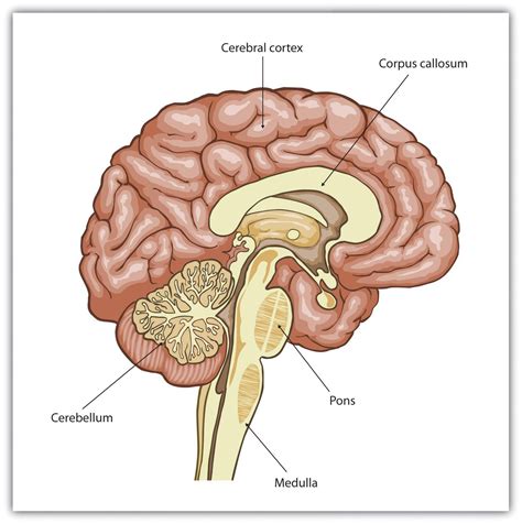 Cerebral Cortex Diagram Function Researchers Study The Link