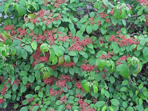 Viburnum berries - The Obsessive Neurotic Gardener