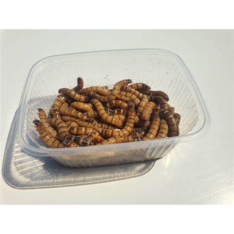 Wood-eating beetles Zophobas morio - Live Larvae