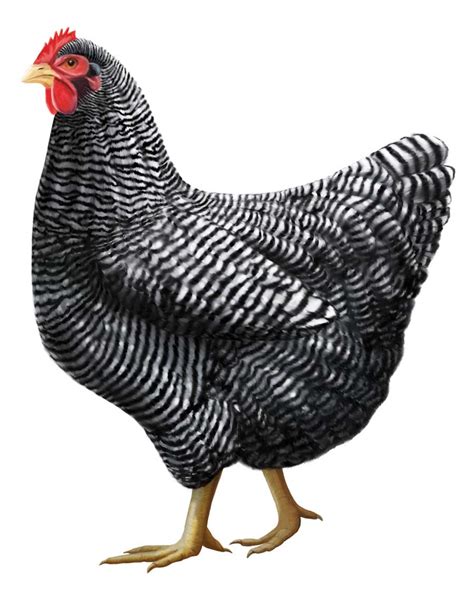 Barred Plymouth Rock Chickens: Heritage Poultry Breeds – Mother Earth News