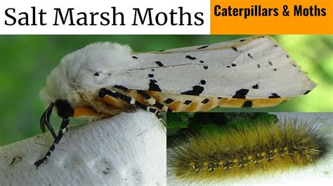 Salt Marsh Moths (Caterpillars Raised During 2021) - YouTube