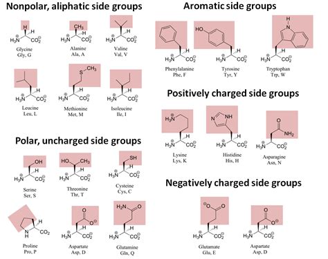 Which Amino Acids Contain Polar Uncharged R Groups at Greta Maurer blog