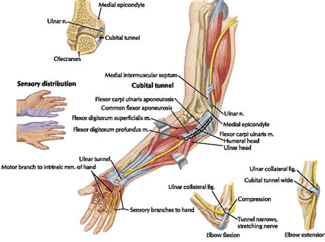 Ulnar neuropathy causes, symptoms, diagnosis, treatment & exercises