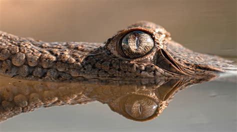 Alligator Head · Free Stock Photo