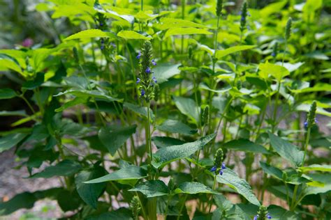 How to Grow and Care for Chia Seeds