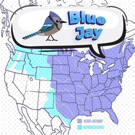 Blue Jays Stadium Map