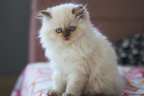 Top 12 Himalayan Cat Breeders: What To Look For