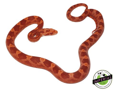 Albino Blood Red Corn Snake For Sale - Imperial Reptiles – IMPERIAL REPTILES & EXOTICS