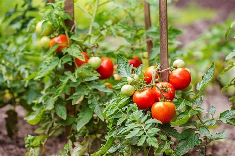 The Best DIY Tomato Support Ever! How To Create An Amazing Low Cost Stake-A-Cage | Coltivare ...