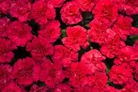 National Flower Of Spain: Hardy Red Carnation - Plantisima