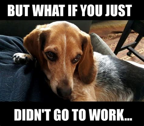 beagle meme funny Beagle serious memes quickmeme caption own add funny ...