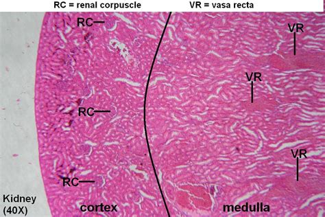Kidney – Tutorial – Histology Atlas for Anatomy and Physiology